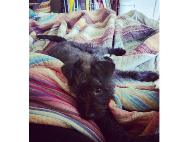 pedigree affenpinscher puppies for sale