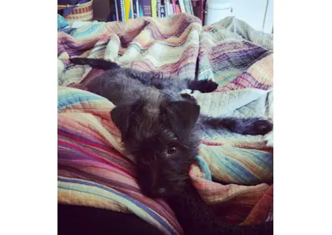 pedigree affenpinscher puppies for sale