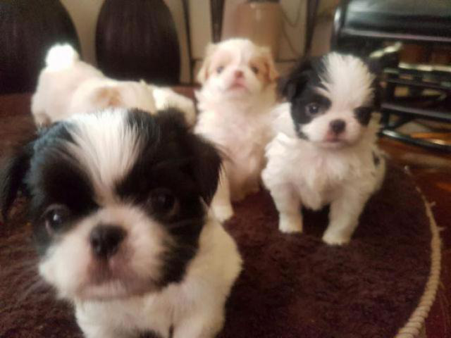 white japanese chin puppies for sale in Yorkville ...