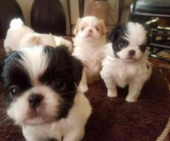 white japanese chin puppies for sale
