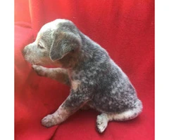 blue heeler puppies for sale in texas