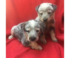 blue heeler puppies for sale in texas - 2