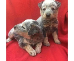 blue heeler puppies for sale in texas - 8