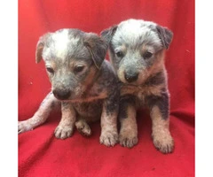 blue heeler puppies for sale in texas - 9