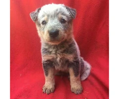 blue heeler puppies for sale in texas - 10