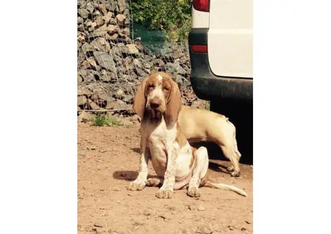 bracco italiano puppies for sale