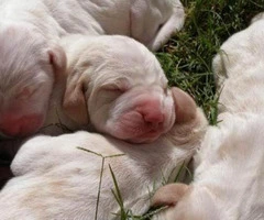 bracco italiano puppies for sale - 3