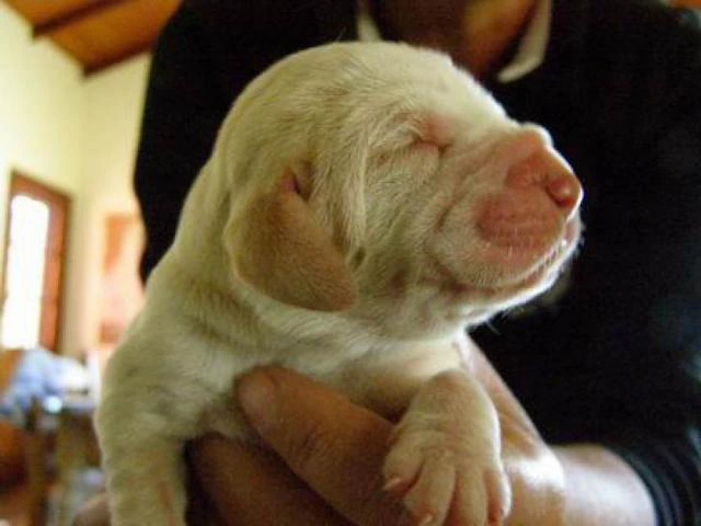 bracco italiano puppies for sale - 4/7