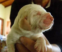 bracco italiano puppies for sale - 4