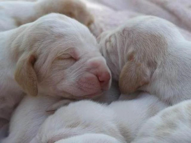 bracco italiano puppies for sale - 7/7