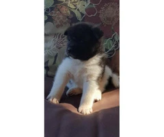 akita puppies for sale in pa - 1