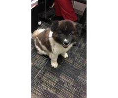 akita puppies for sale in pa - 2