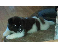 akita puppies for sale in pa - 3