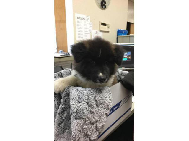 akita puppies for sale in pa Altoona - Puppies for Sale Near Me