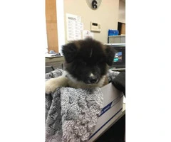 akita puppies for sale in pa - 4