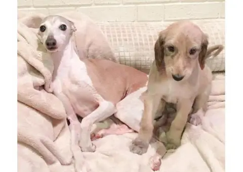 afghan hound puppy for sale