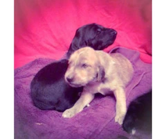 afghan hound puppy for sale - 2