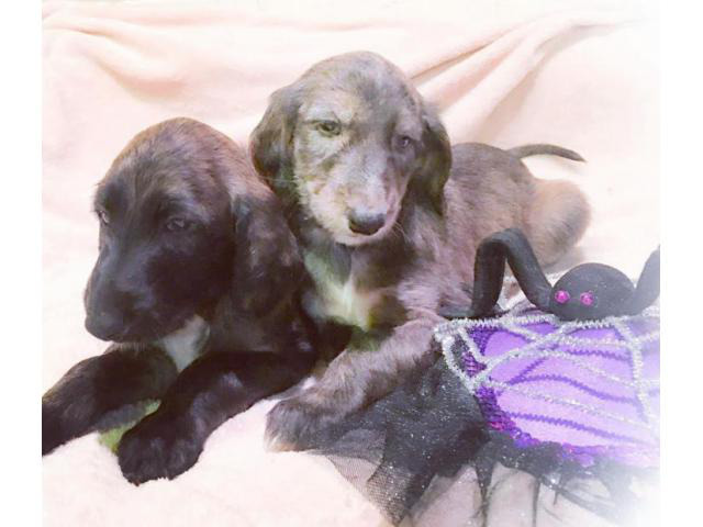 afghan hound puppy for sale Altamont Puppies for Sale