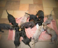 afghan hound puppy for sale - 5