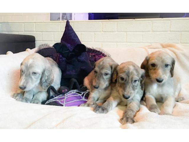 dash hound puppies for sale near me
