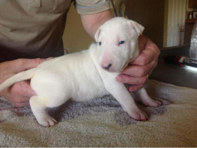 english bull terrier puppies for sale Berryville - Puppies for Sale Near Me