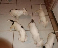english bull terrier puppies for sale - 2