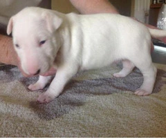 english bull terrier puppies for sale - 3