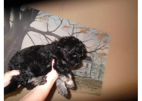 yorkie poos for sale
