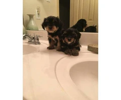 yorkie poos for sale - 2
