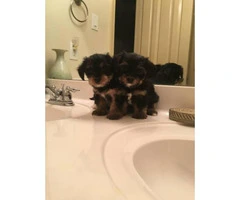 yorkie poos for sale - 5