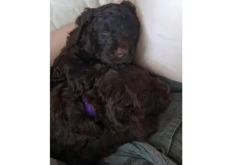 american water spaniel puppies for sale 4 weeks old