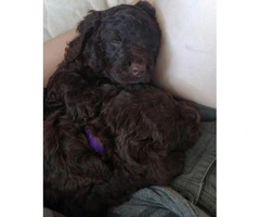 american water spaniel puppies for sale 4 weeks old