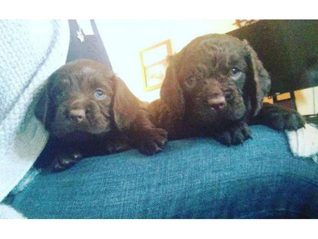american water spaniel puppies for sale 4 weeks old in ...