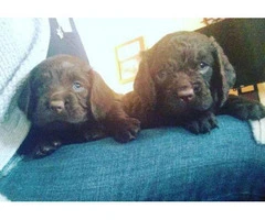 american water spaniel puppies for sale 4 weeks old - 3