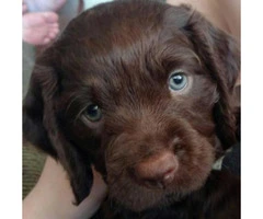 american water spaniel puppies for sale 4 weeks old - 4