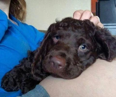 american water spaniel puppies for sale 4 weeks old - 5