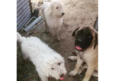 komondors for sale