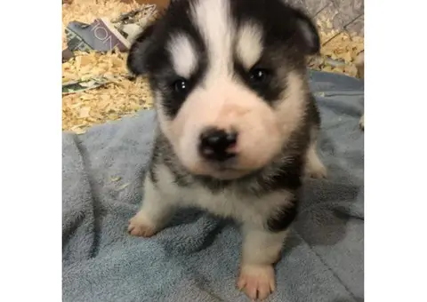 alaskan malamute puppies for sale in michigan