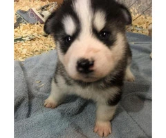 alaskan malamute puppies for sale in michigan