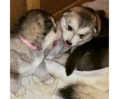 alaskan malamute puppies for sale in michigan