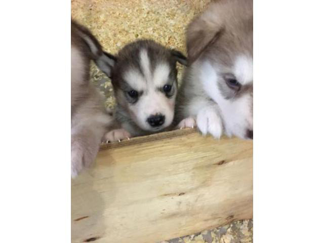 alaskan malamute puppies for sale in michigan in ...