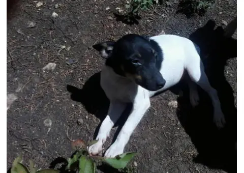 toy fox terrier puppies for sale in pa