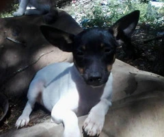 toy fox terrier puppies for sale in pa