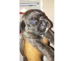 cane corso puppies for sale in nc - 1