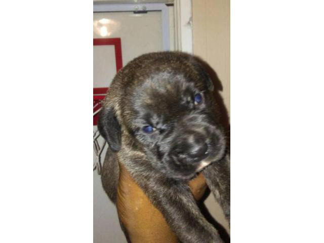 cane corso puppies for sale in nc in Waynesville, North ...
