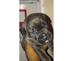cane corso puppies for sale in nc - 3
