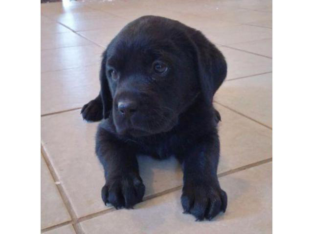 black lab puppies for sale in ohio in Brecksville, Ohio ...