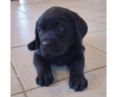 black lab puppies for sale in ohio