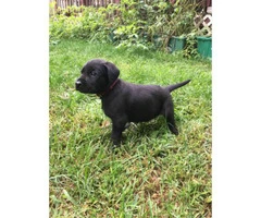 black lab puppies for sale in ohio - 2