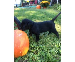 black lab puppies for sale in ohio - 3